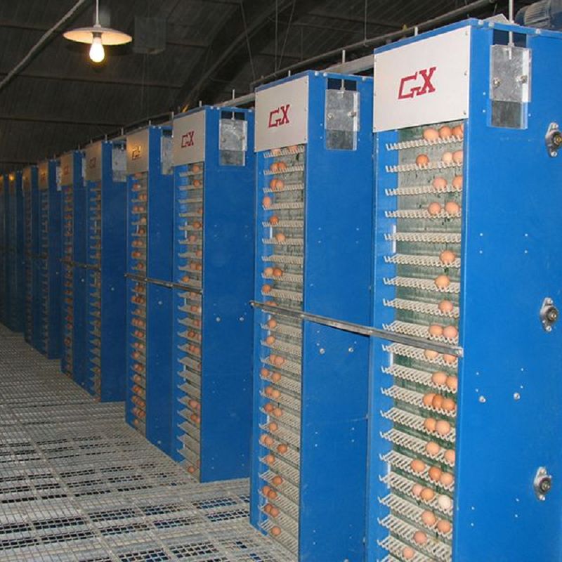 Sistem Pemberian Pakan Kandang Broiler
